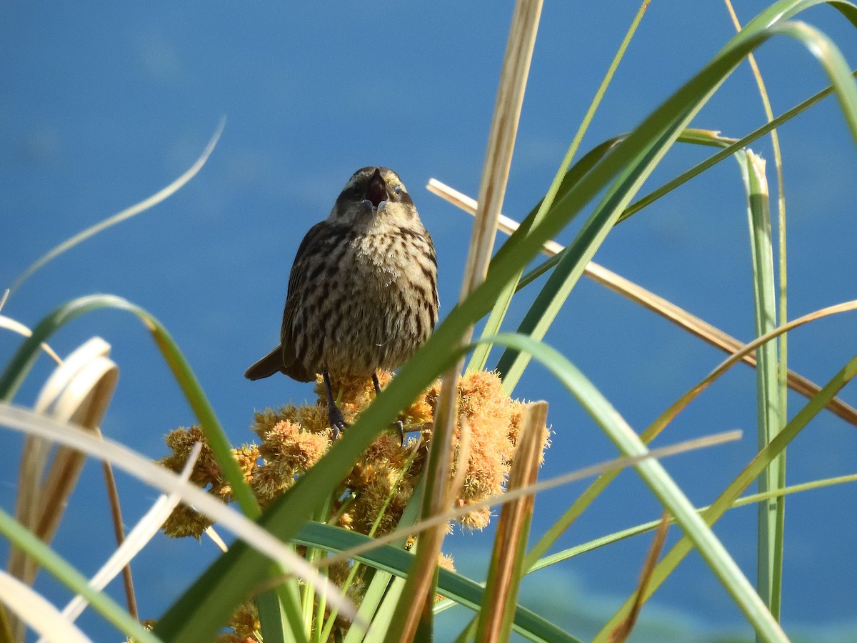 Yellow-winged Blackbird - ML641746902