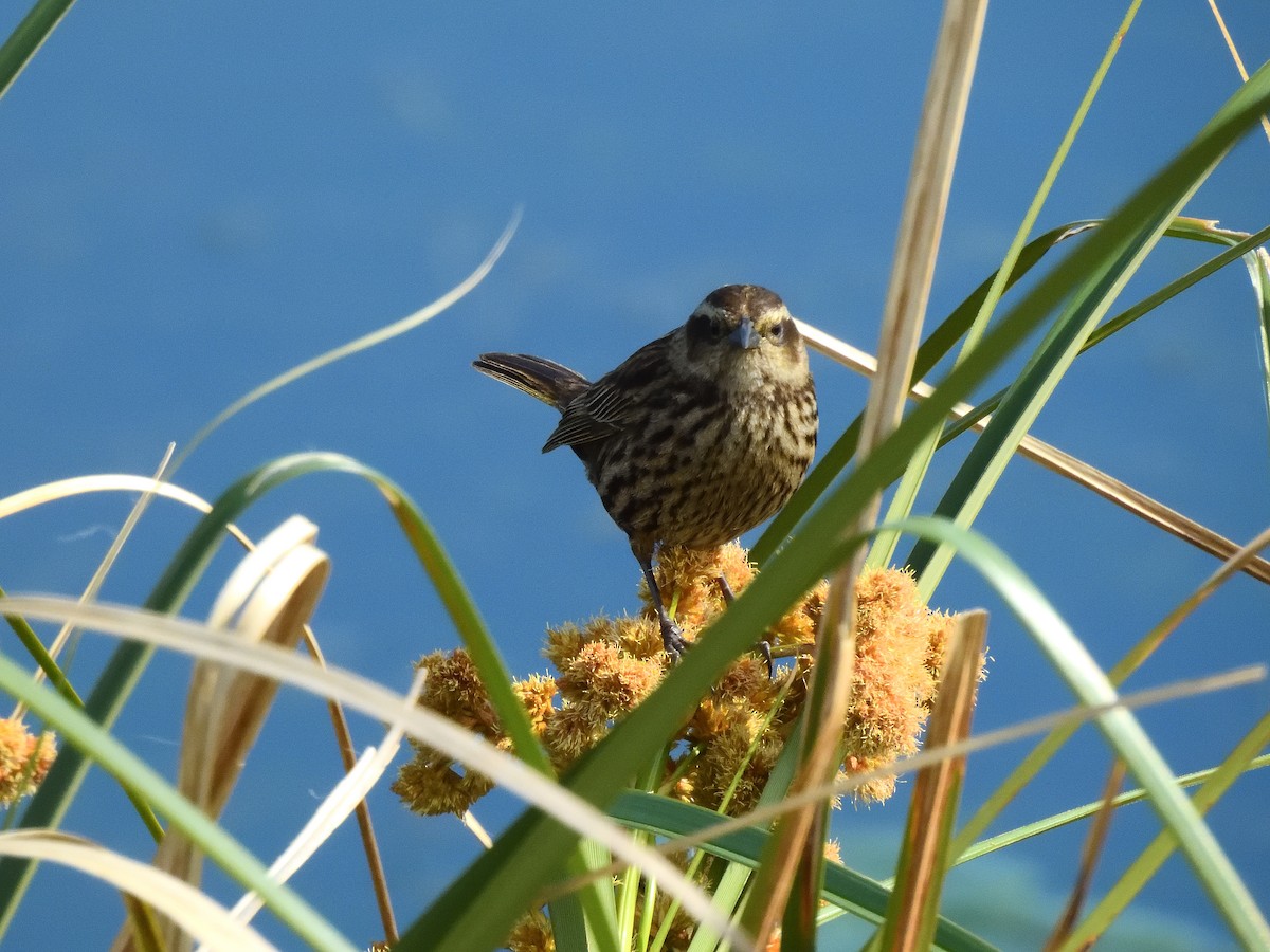 Yellow-winged Blackbird - ML641746904