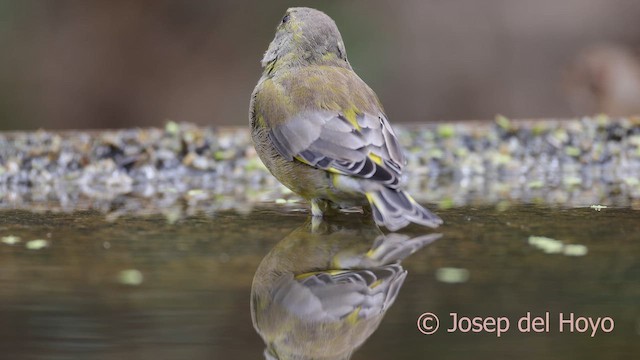 European Greenfinch - ML641746935