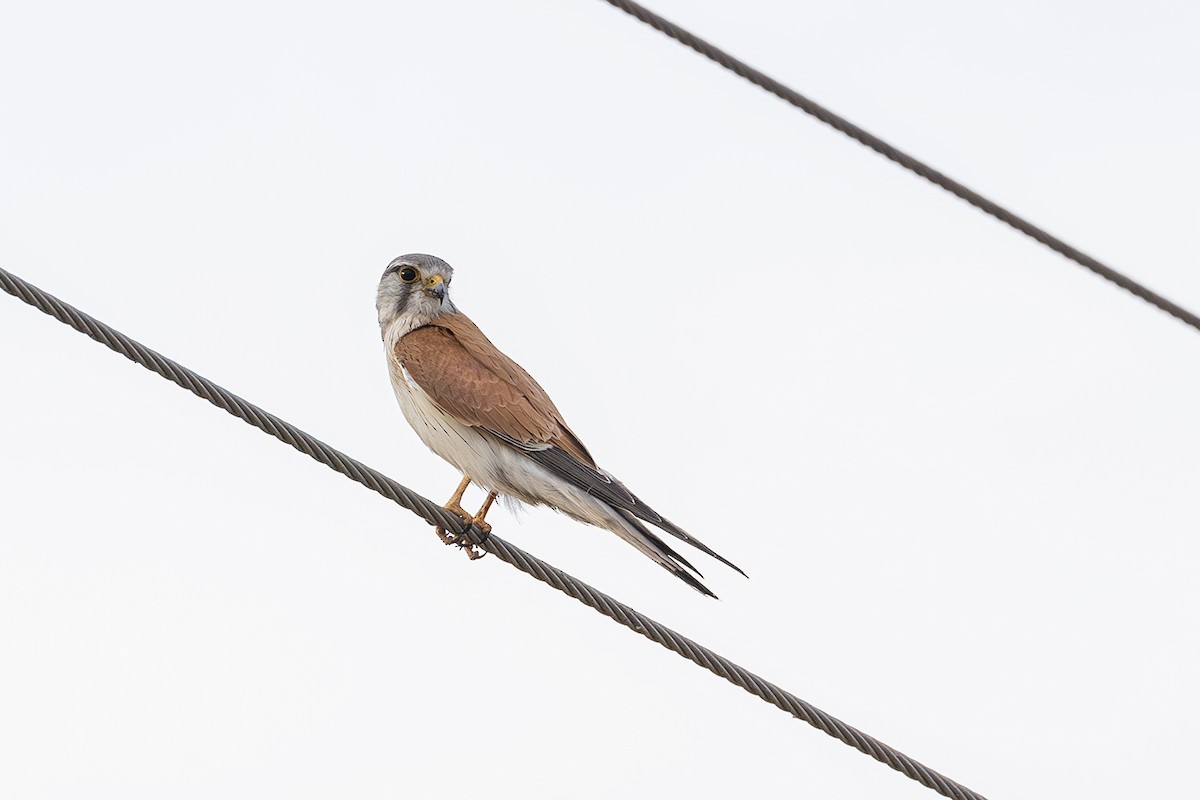Nankeen Kestrel - ML641746957
