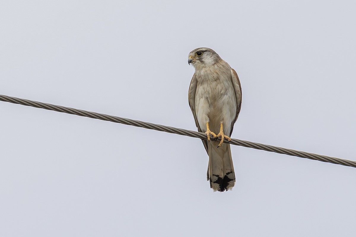 Nankeen Kestrel - ML641746958