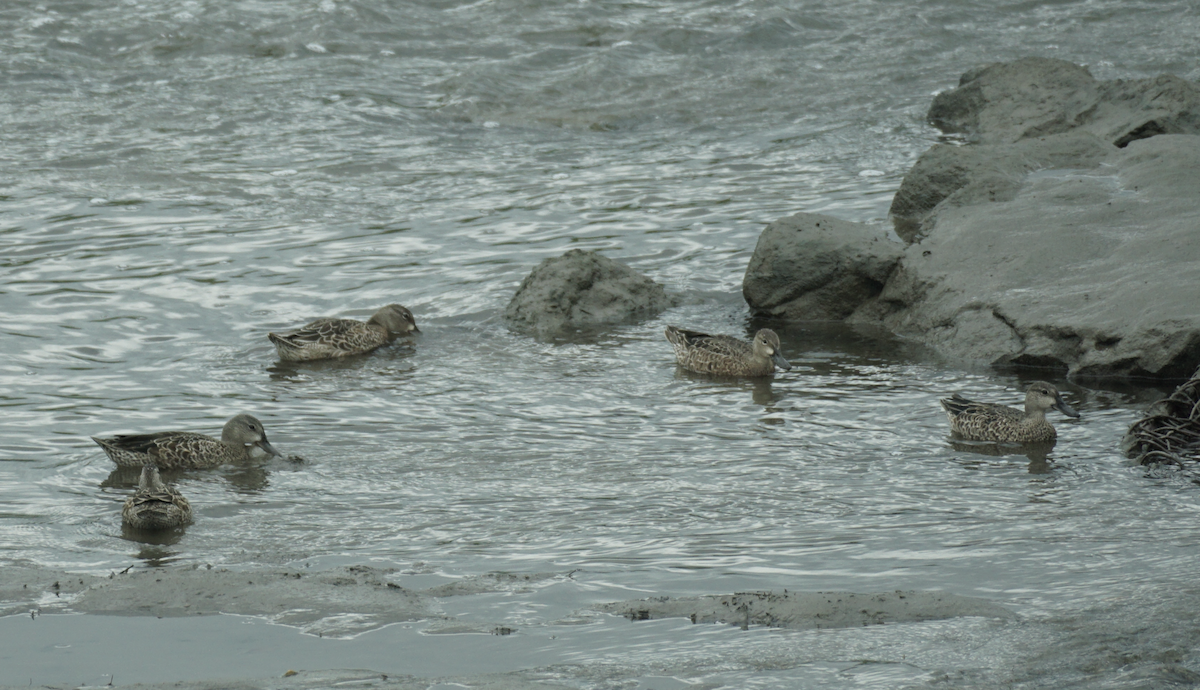 Blue-winged Teal - ML641746960