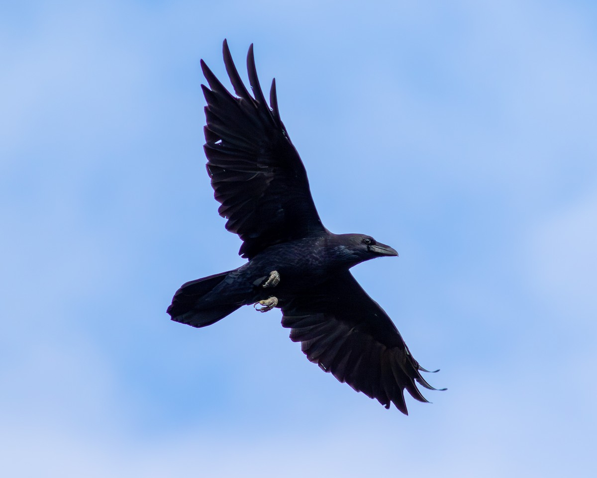 Grand Corbeau - ML641746961