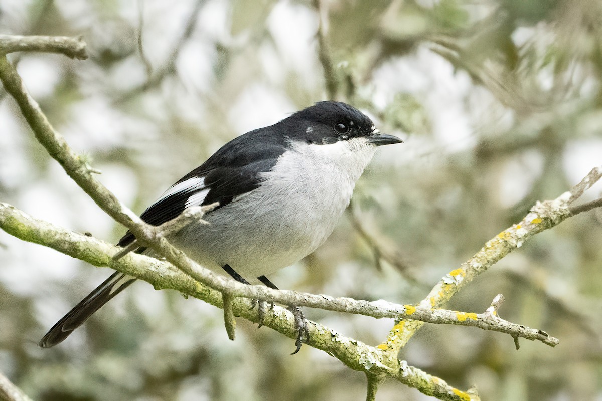 Fiscal Flycatcher - ML641746966