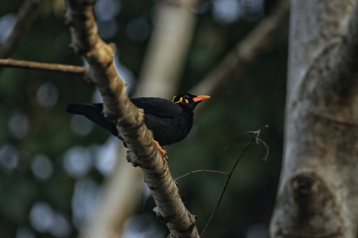 Miná Indio - ML641746967