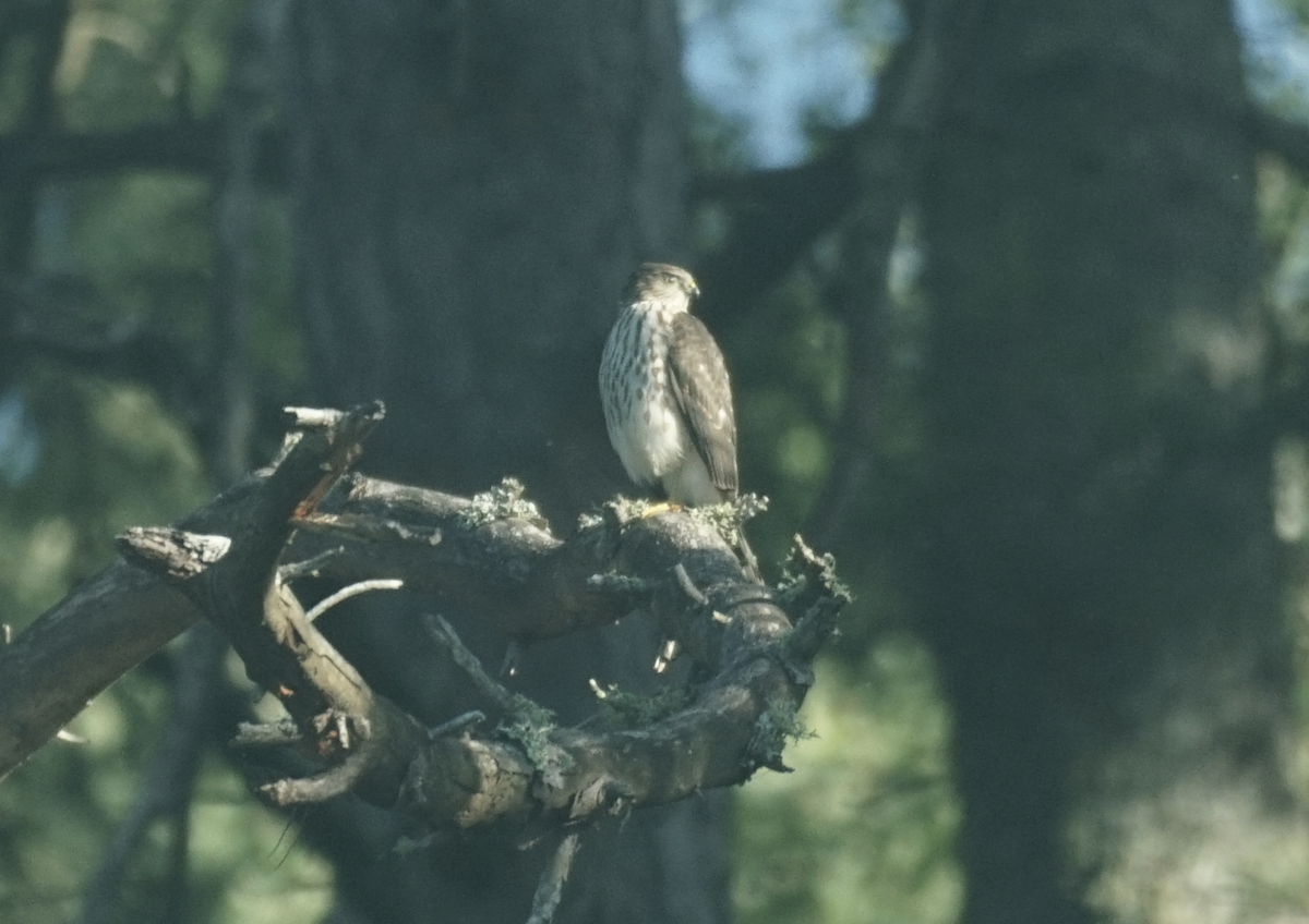 Sharp-shinned Hawk - ML641747014