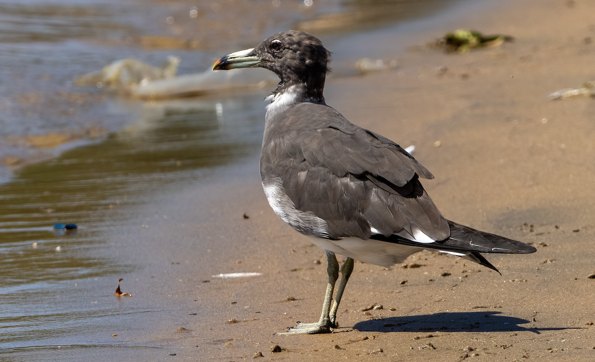 Sooty Gull - ML641747031