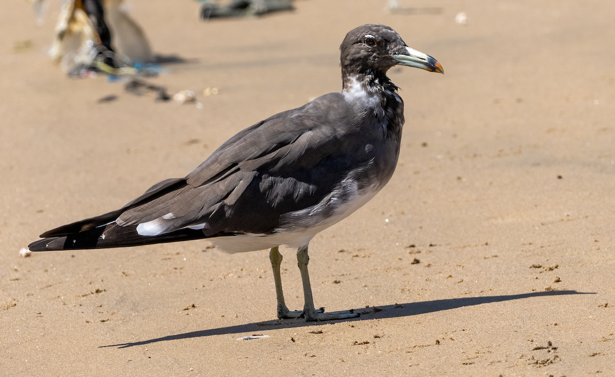 Sooty Gull - ML641747032