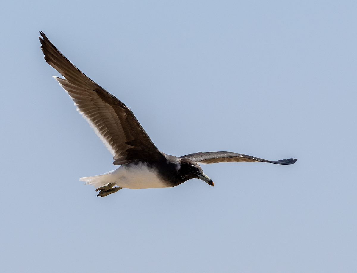 Sooty Gull - ML641747039