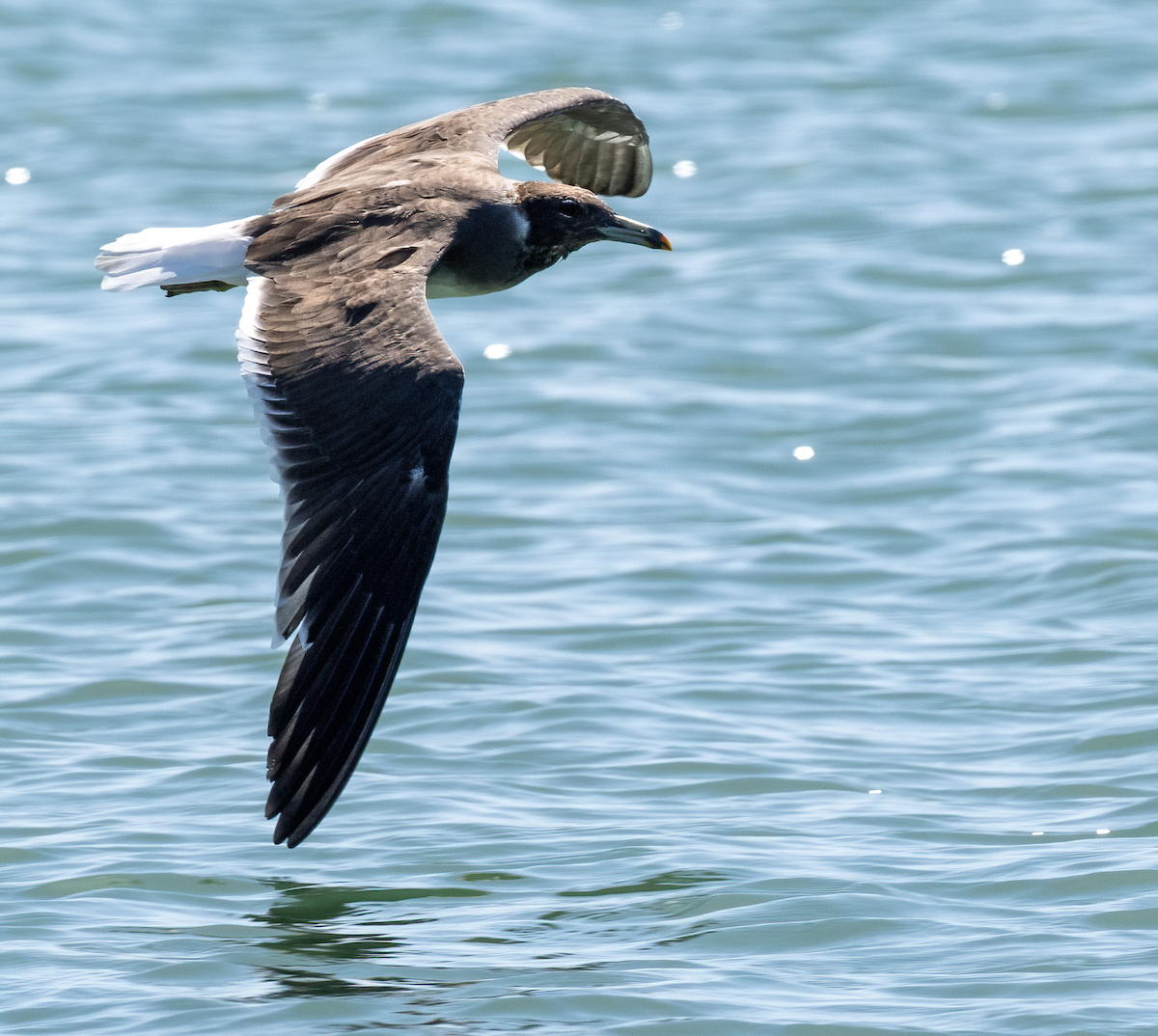 Sooty Gull - ML641747041