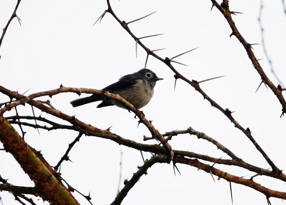 White-eyed Slaty-Flycatcher - ML641747062