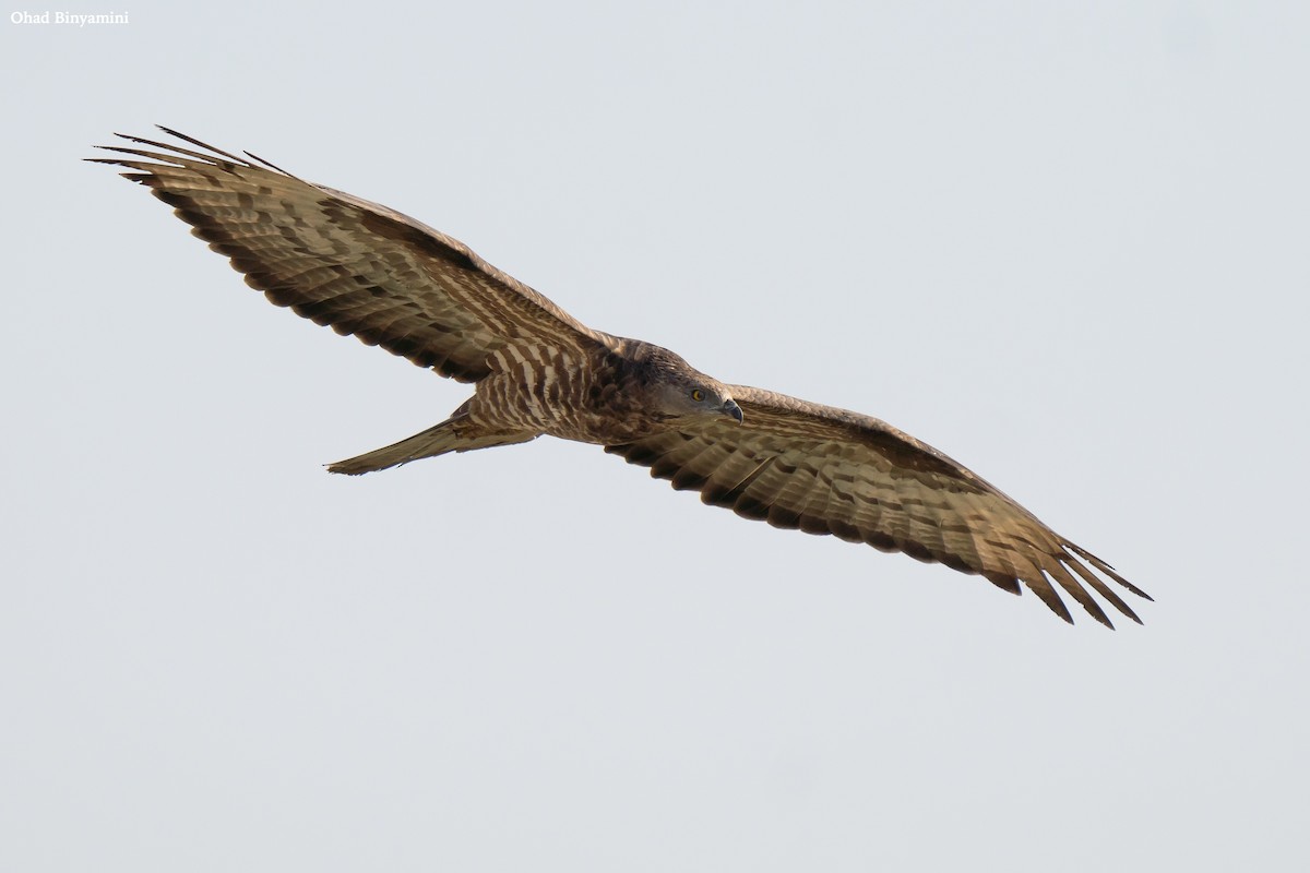 European Honey-buzzard - ML641747115