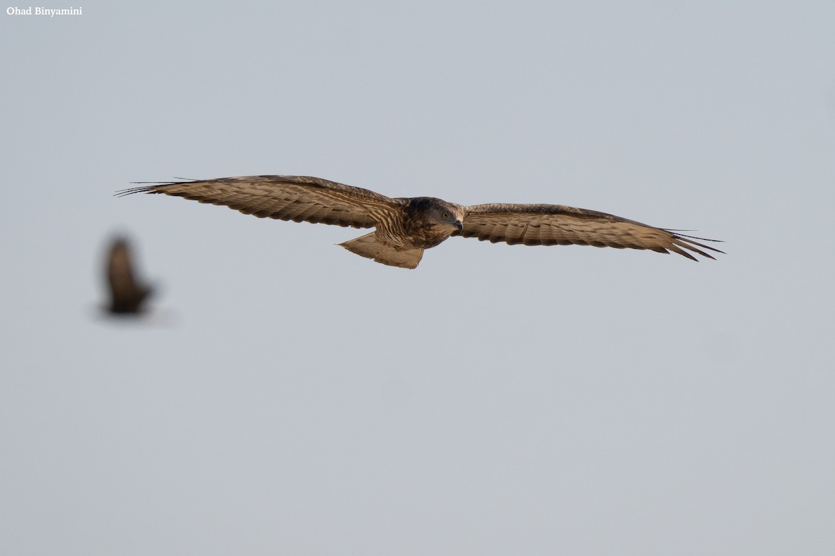 European Honey-buzzard - ML641747116