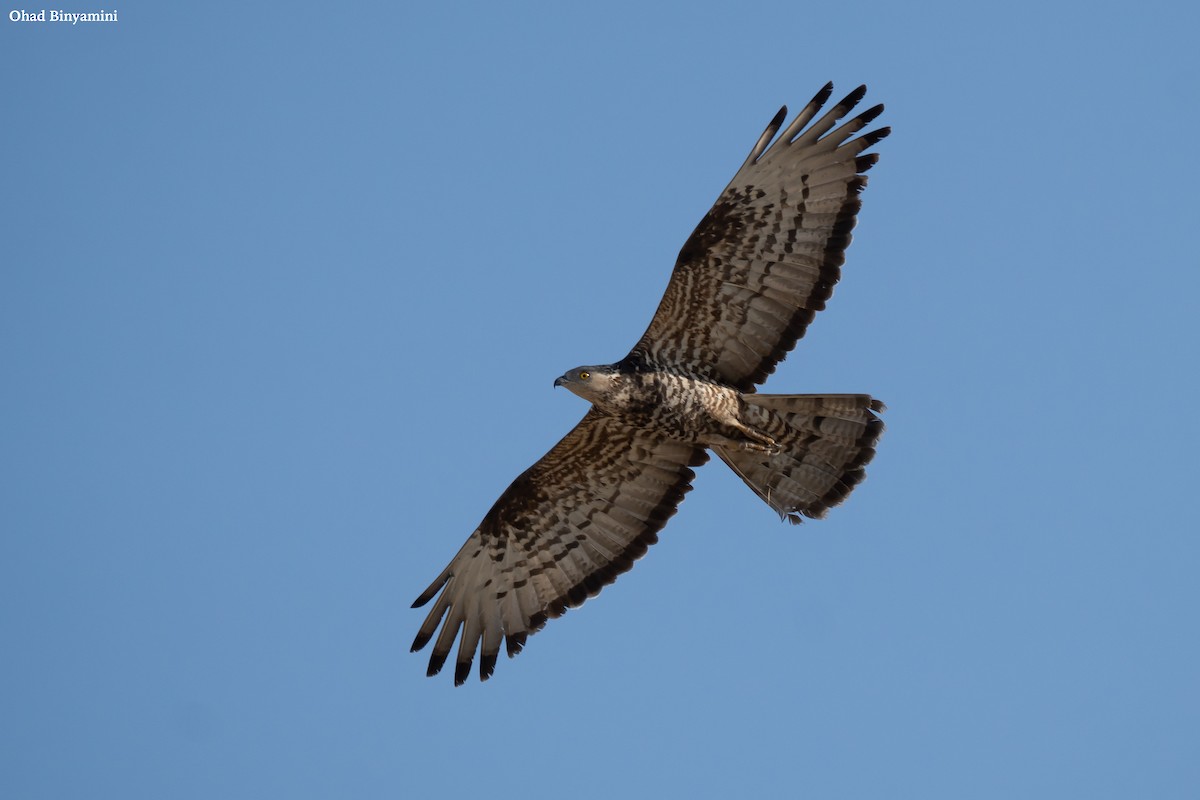 European Honey-buzzard - ML641747117