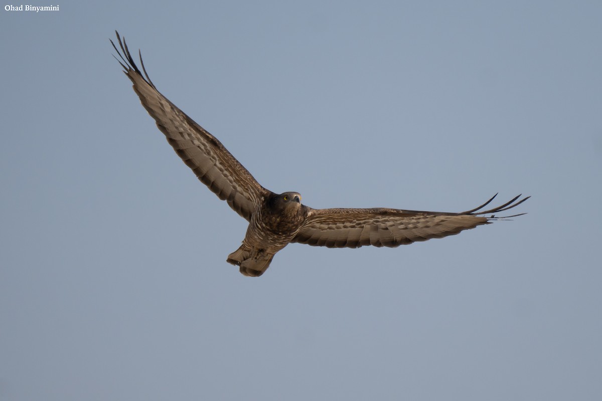 European Honey-buzzard - ML641747118