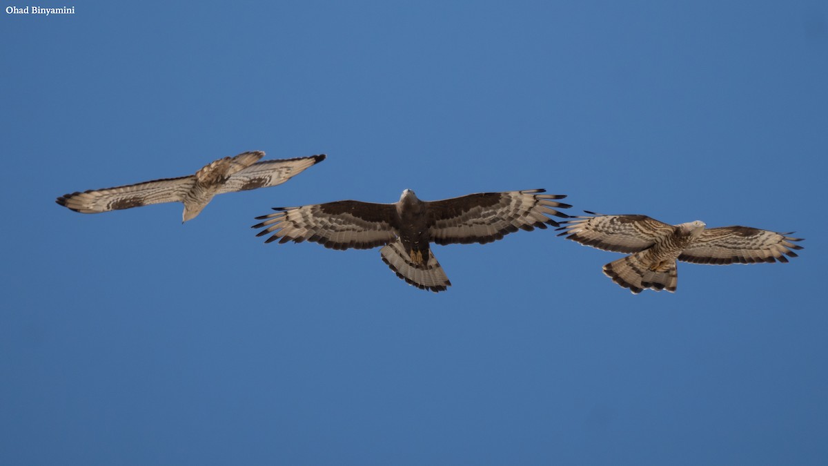 European Honey-buzzard - ML641747119