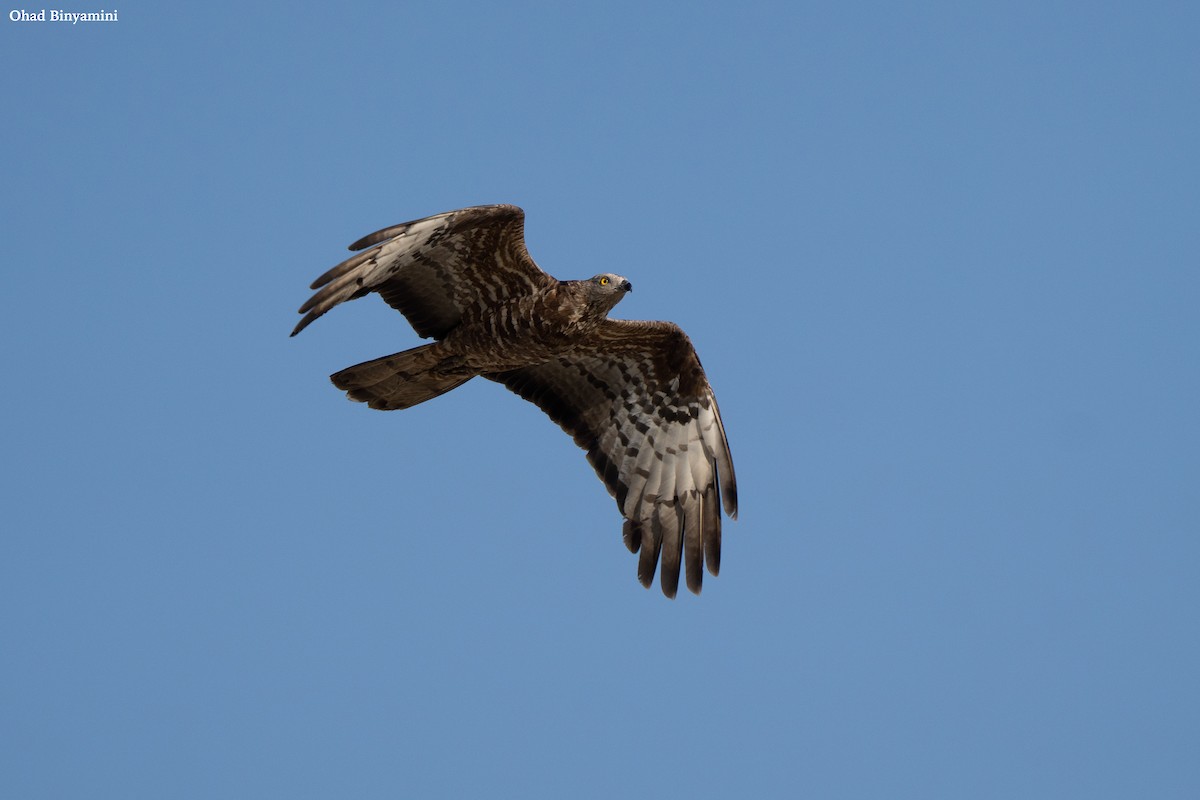 European Honey-buzzard - ML641747120
