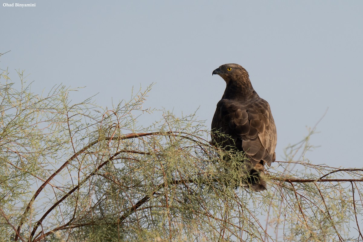 European Honey-buzzard - ML641747122