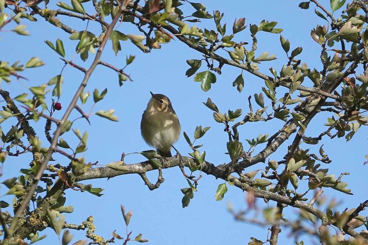 Common Chiffchaff - ML641747133