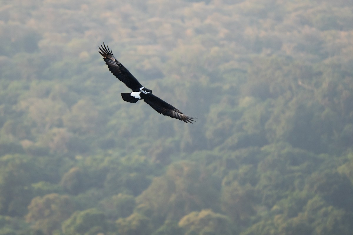 Verreaux's Eagle - ML641747151