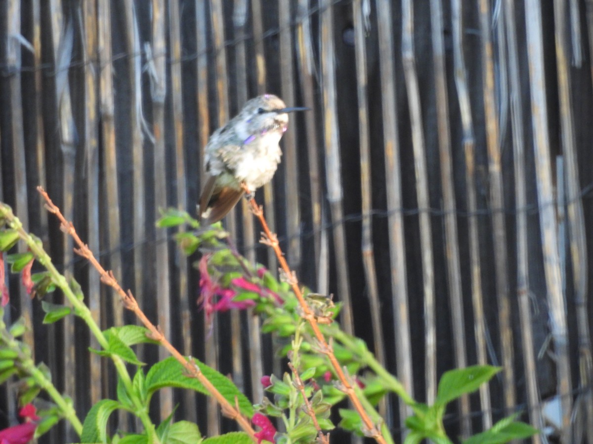 Costa's Hummingbird - ML641747176