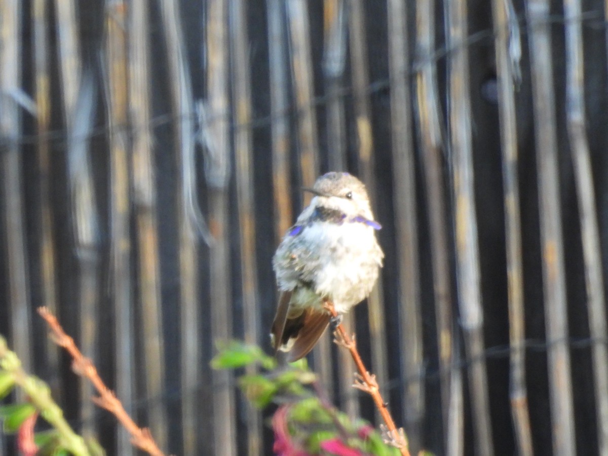 Costa's Hummingbird - ML641747177