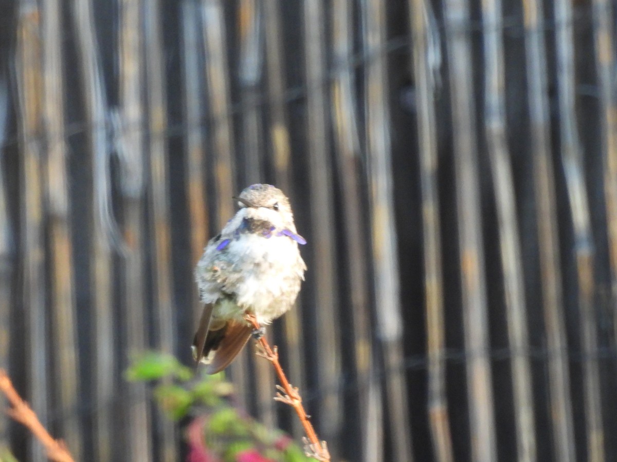 Costa's Hummingbird - ML641747178