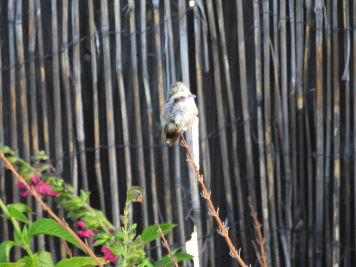 Costa's Hummingbird - ML641747179