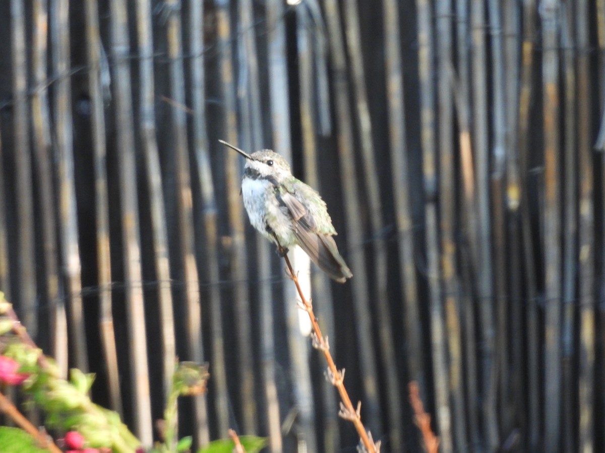 Costa's Hummingbird - ML641747181