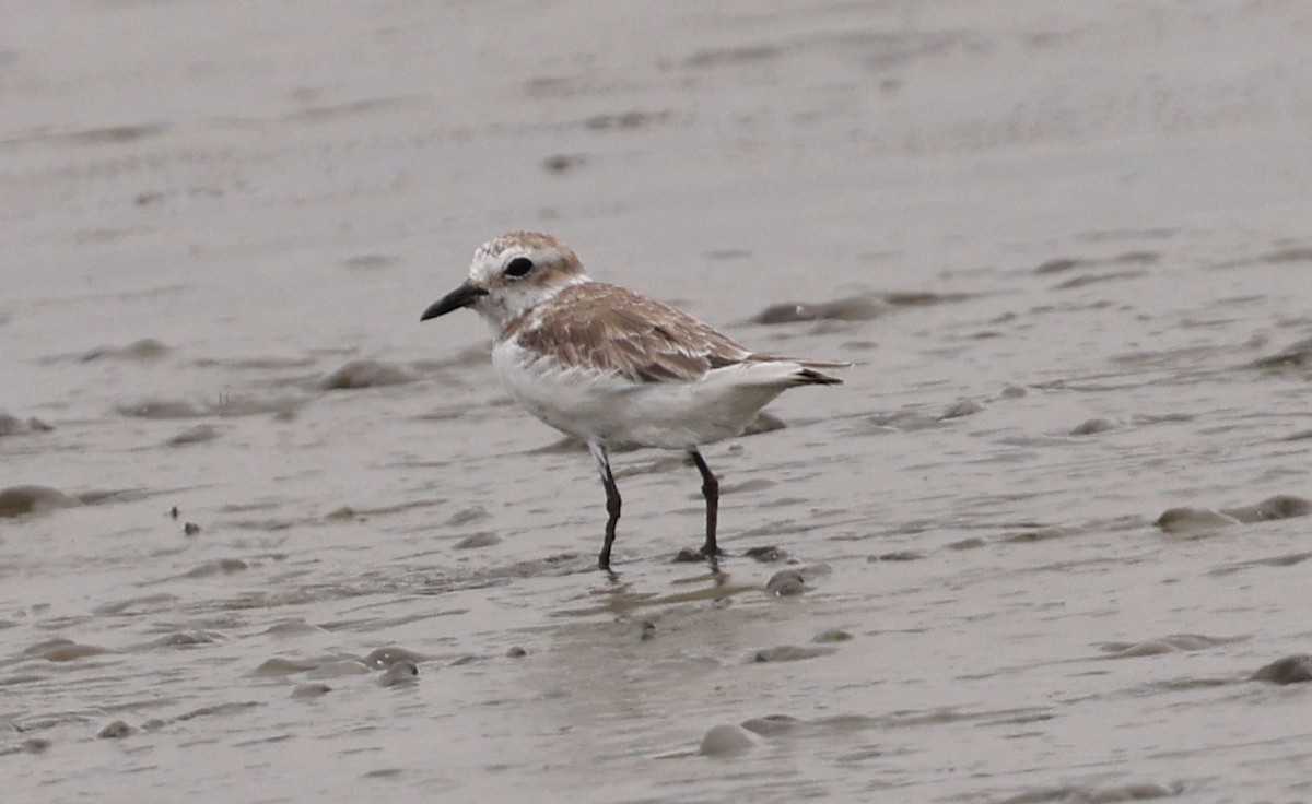 White-faced Plover - ML641747195