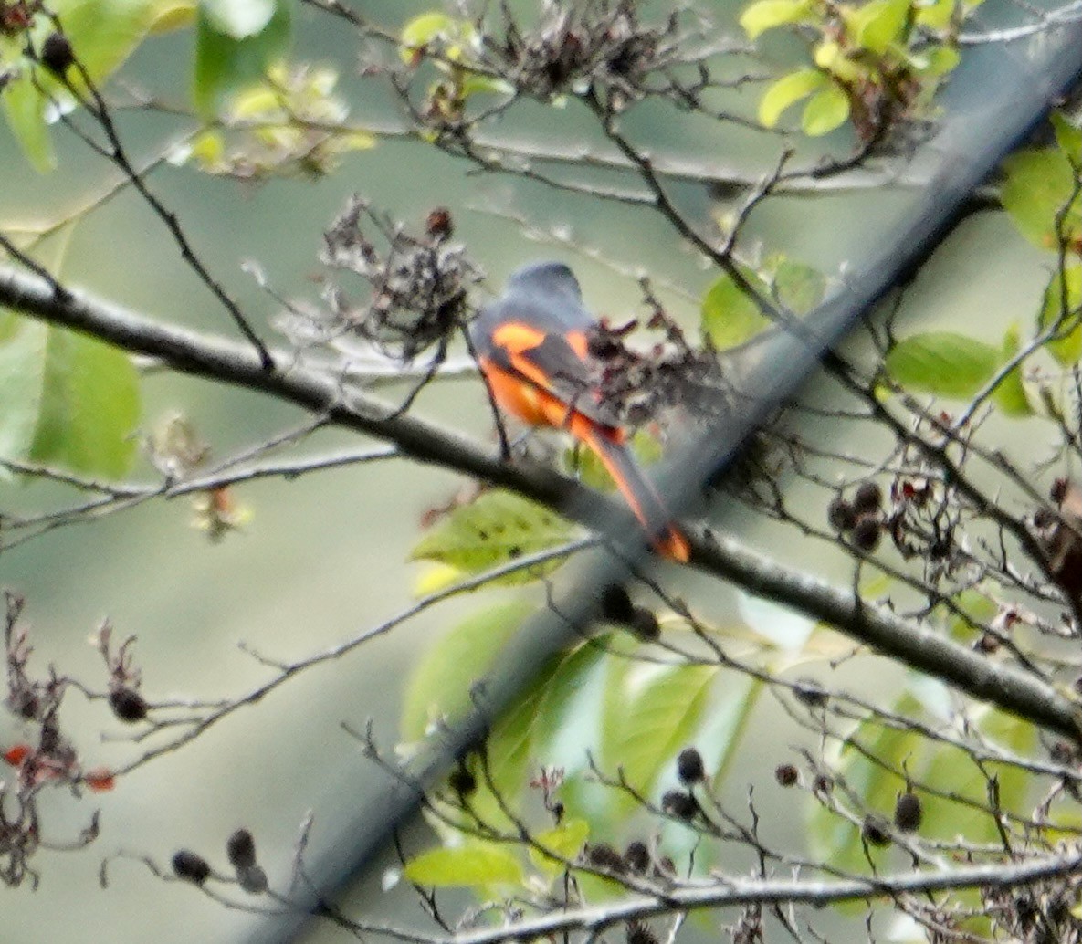 Graukehl-Mennigvogel - ML641747202
