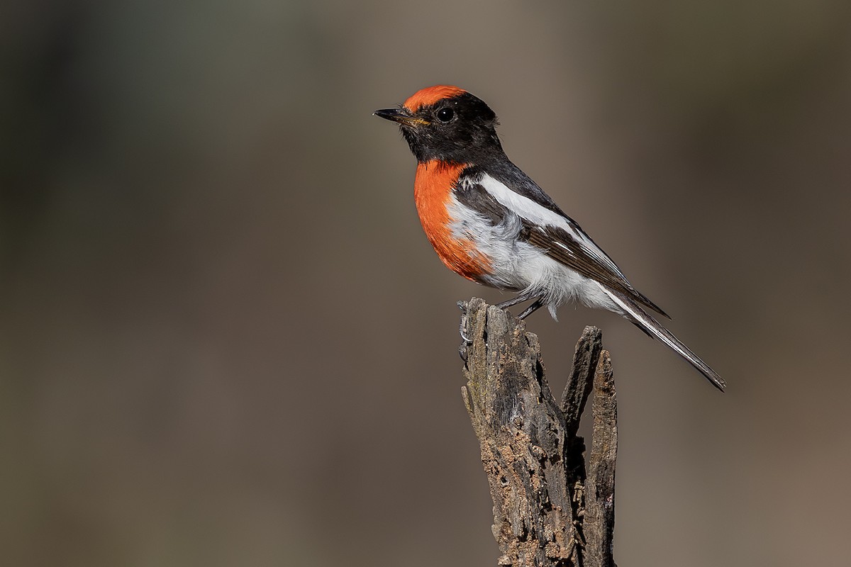 Red-capped Robin - ML641747215