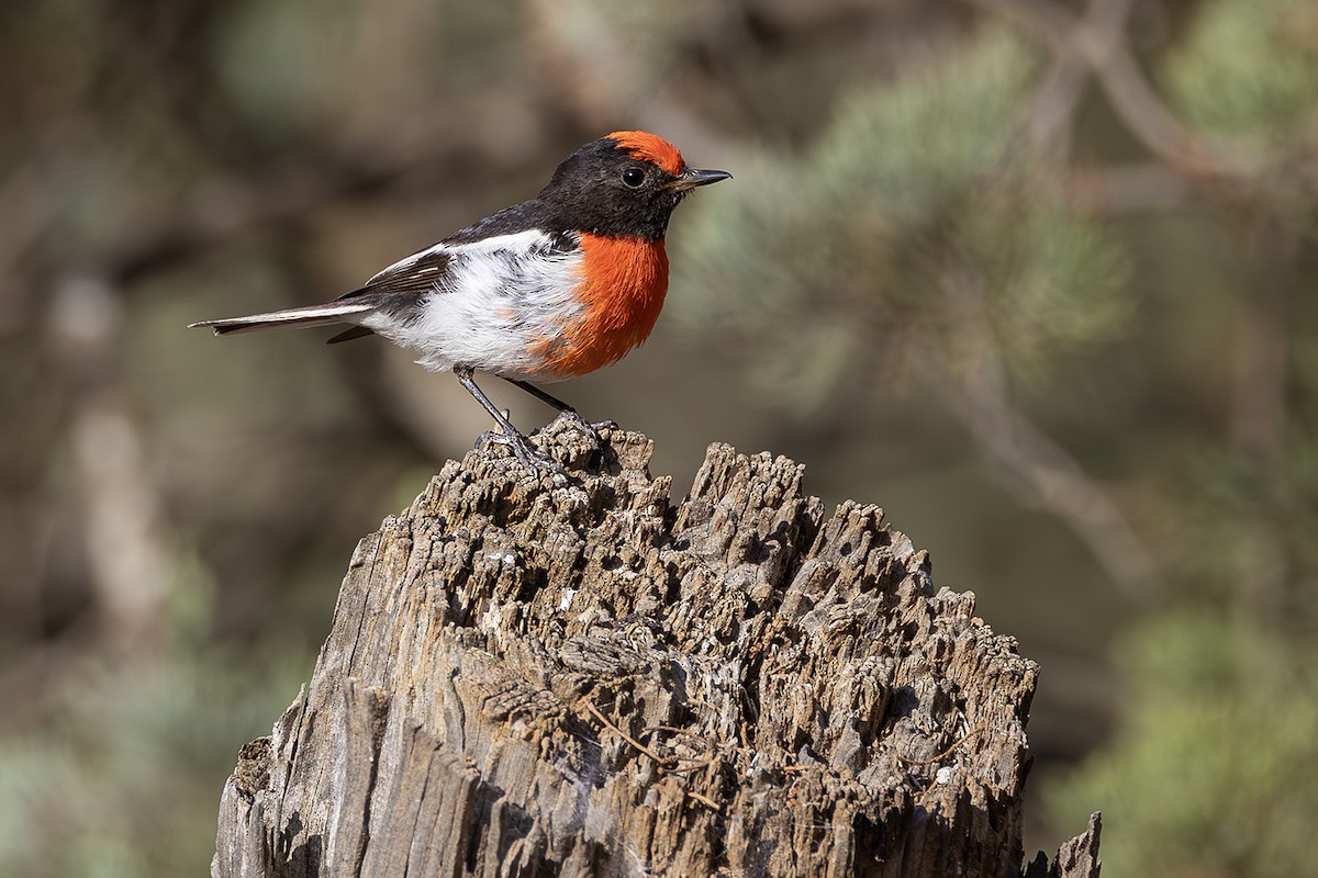 Red-capped Robin - ML641747217