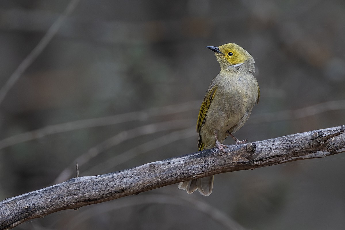 White-plumed Honeyeater - ML641747227