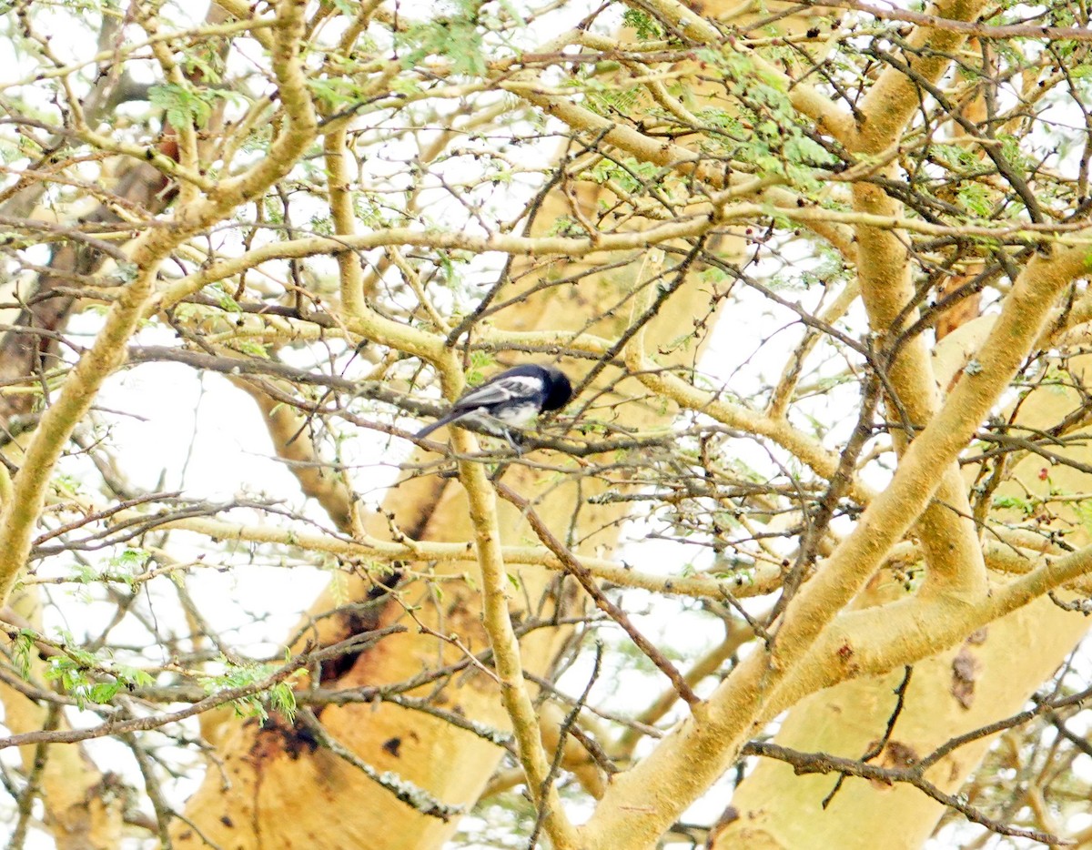 White-bellied Tit - ML641747274