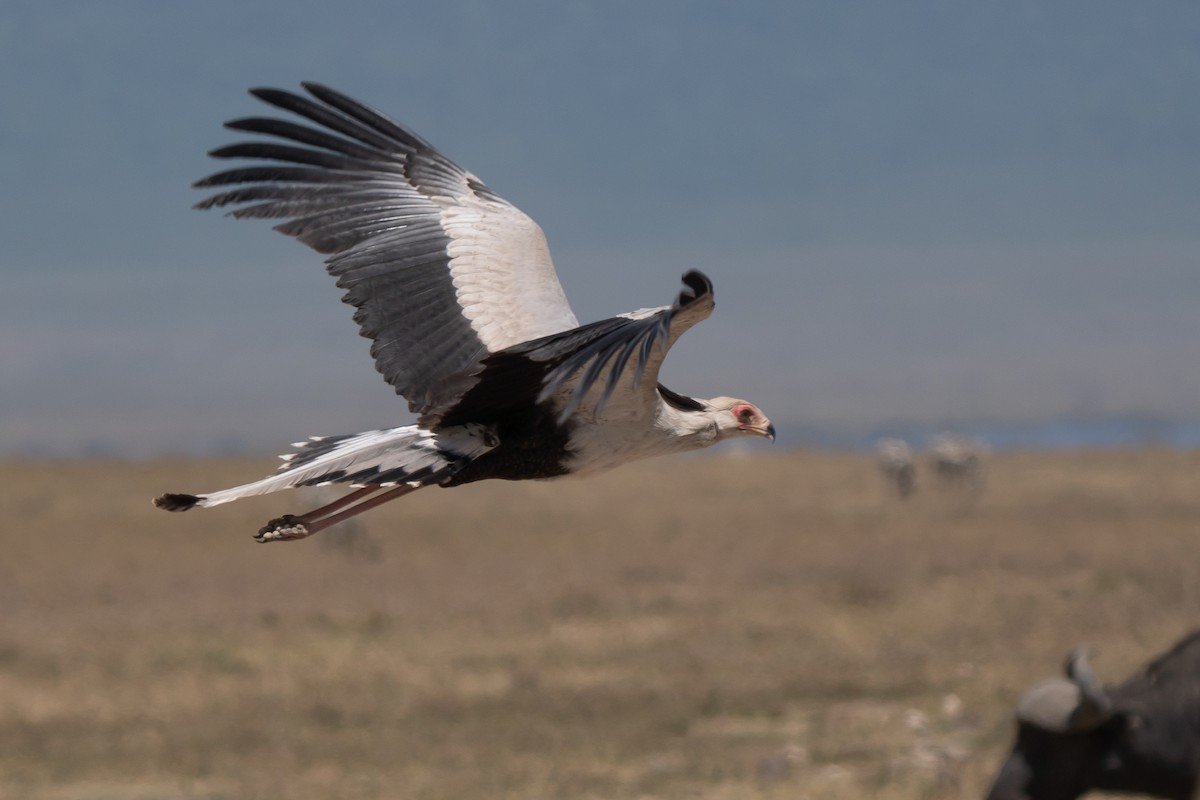 Secretarybird - ML641747290