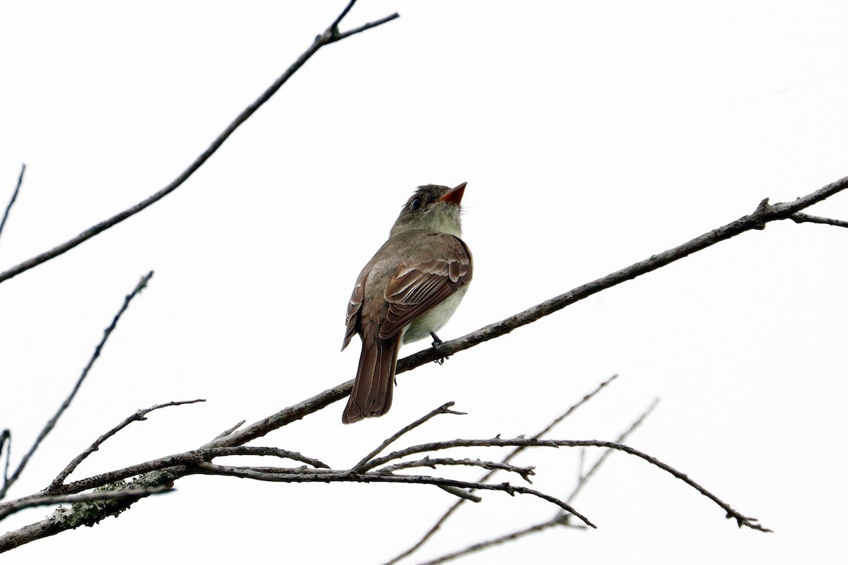 Eastern Wood-Pewee - ML641747292