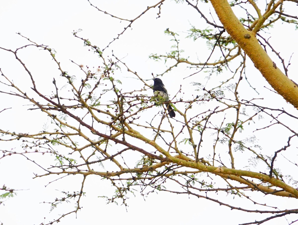 White-bellied Tit - ML641747295