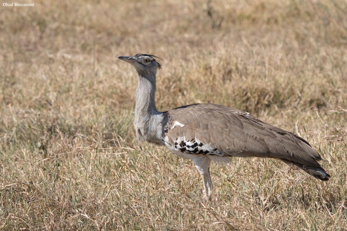 Kori Bustard - ML641747297