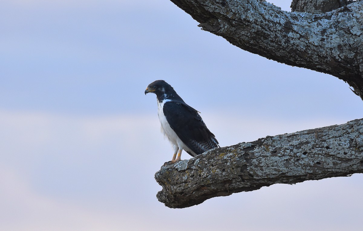 Augur Buzzard (Augur) - ML641747298