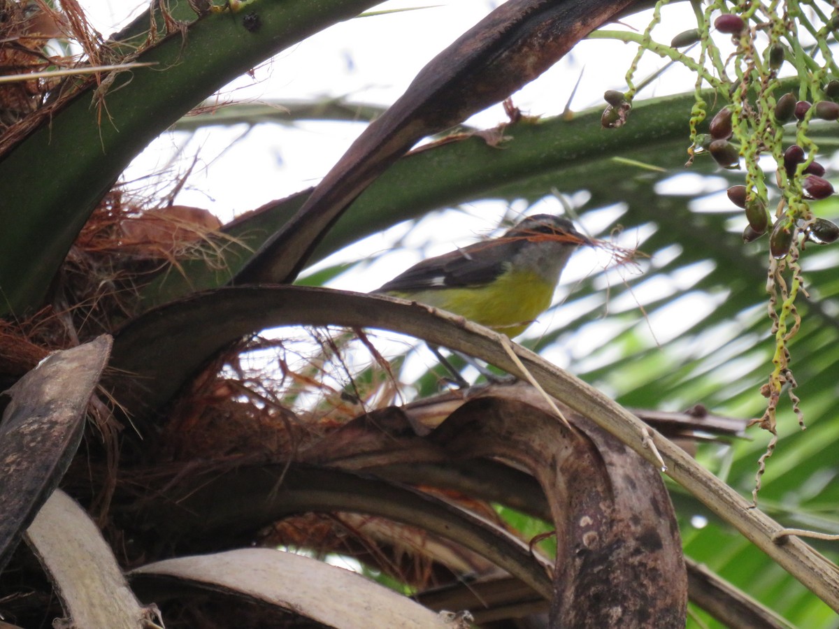 Bananaquit - ML641747300
