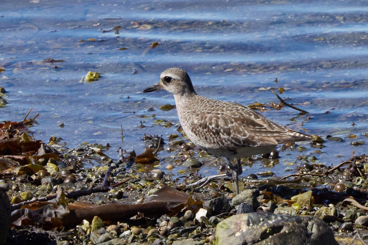 Black-bellied Plover - ML641747301