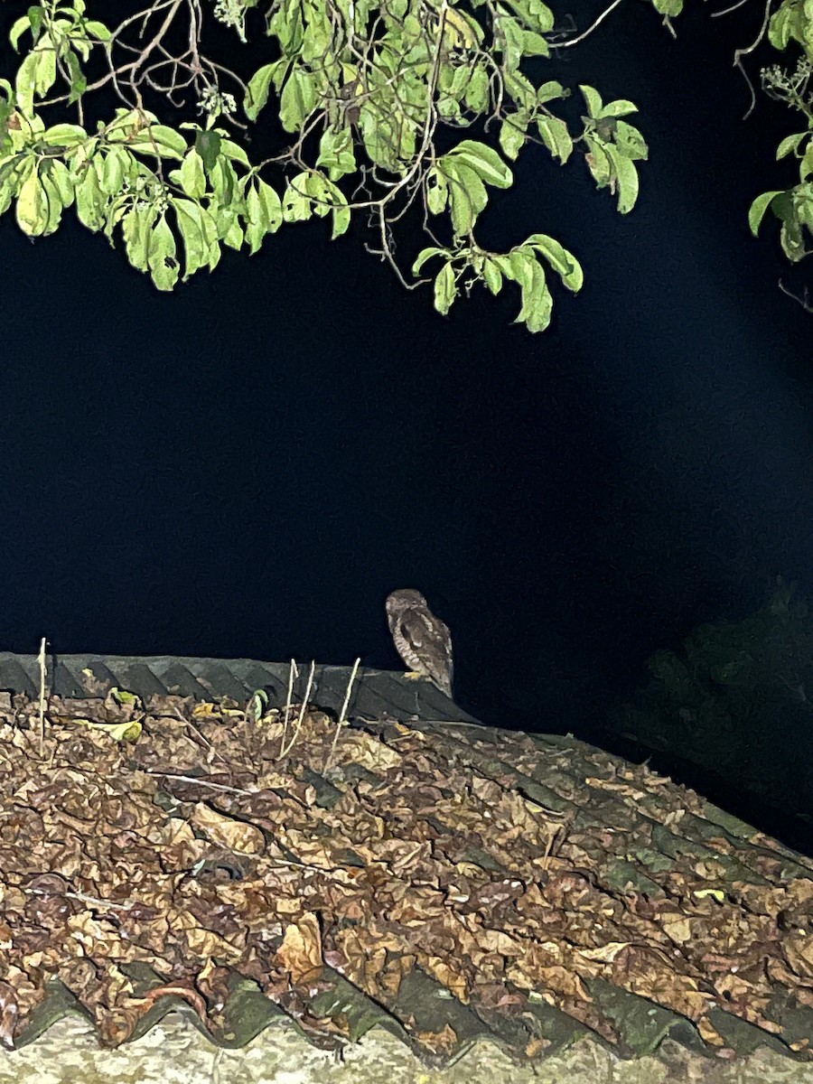 African Wood-Owl - ML641747307