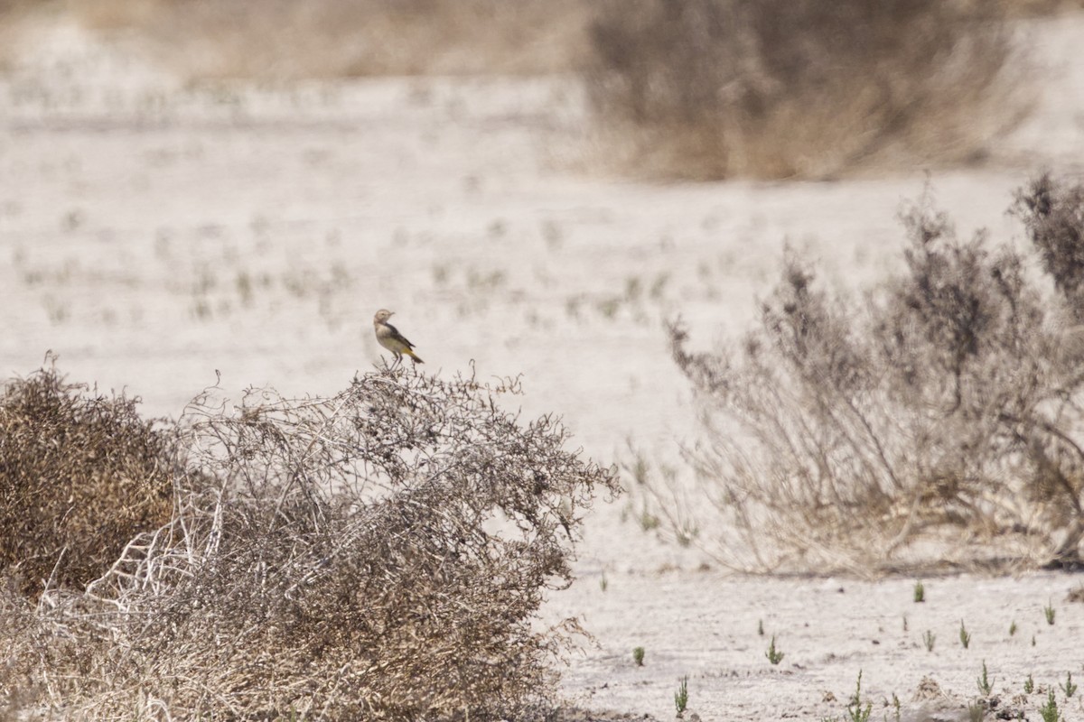 Yellow Chat - ML641747312