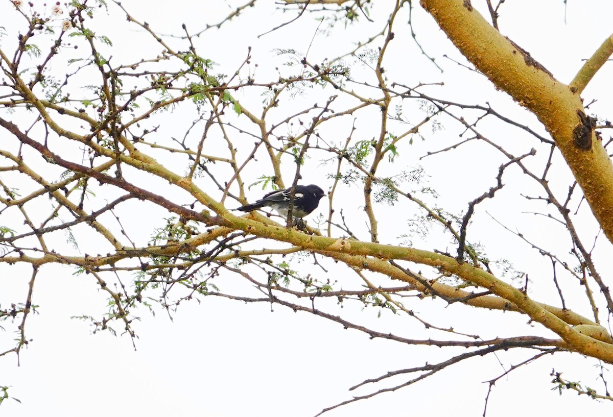 White-bellied Tit - ML641747320