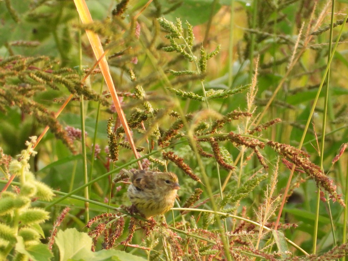 European Serin - ML641747331