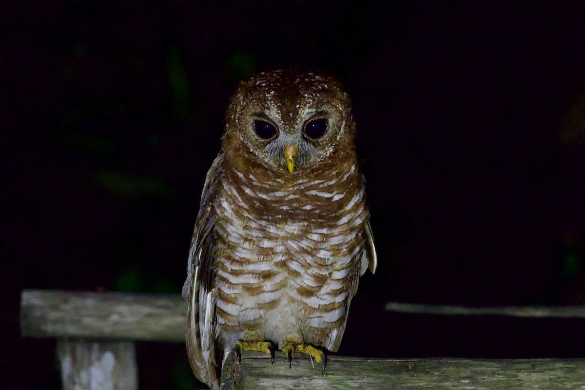 African Wood-Owl - ML641747334