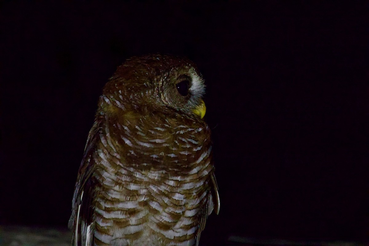 African Wood-Owl - ML641747335