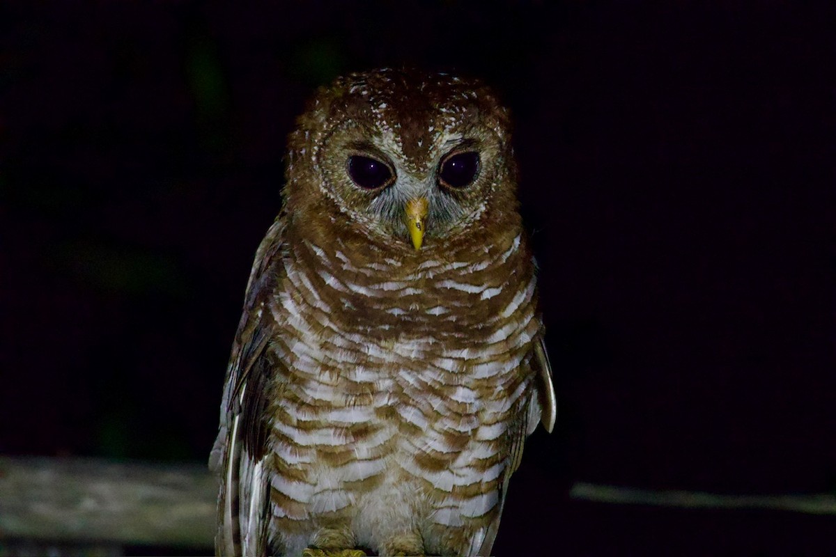 African Wood-Owl - ML641747336