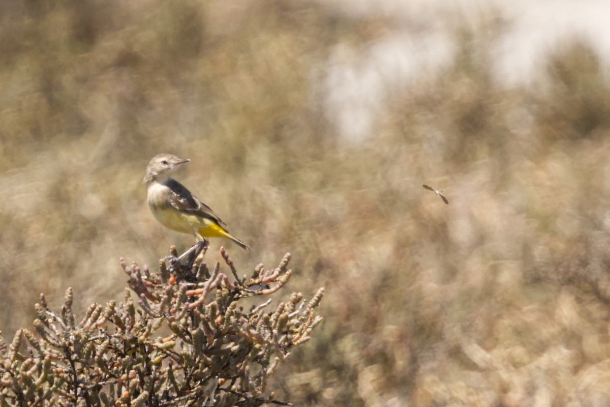 Yellow Chat - ML641747337